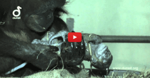 birth orangutan primate monkey human childbirth hypnobirthing hypnobirth